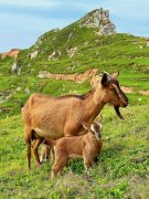 美丽的果敢是我的家